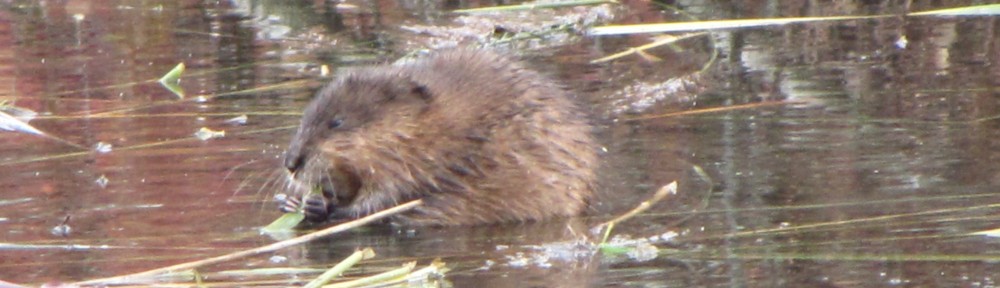 Once Upon A Michigan