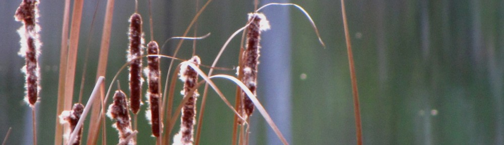 Once Upon A Michigan